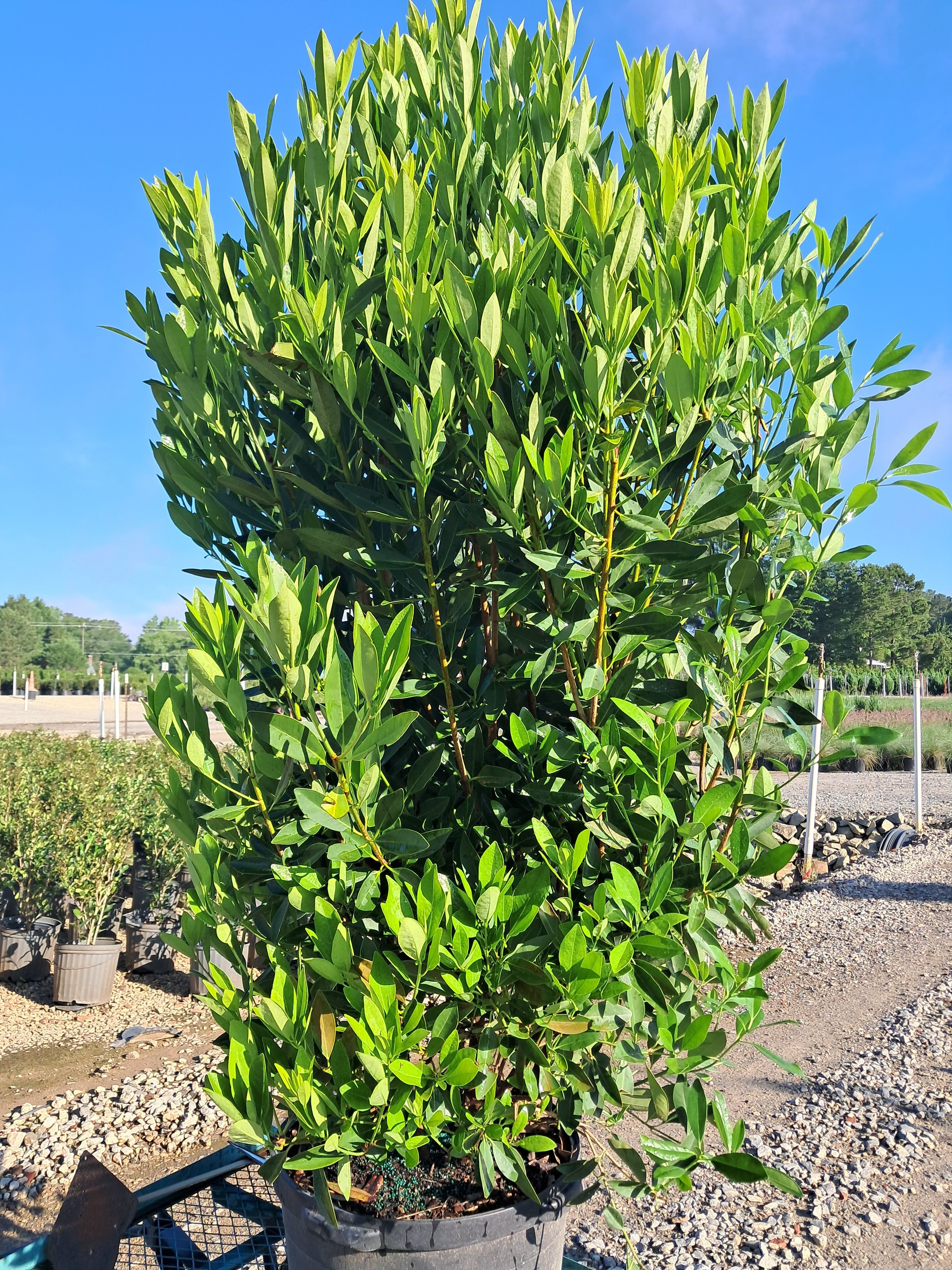 10g Hardy Anise
