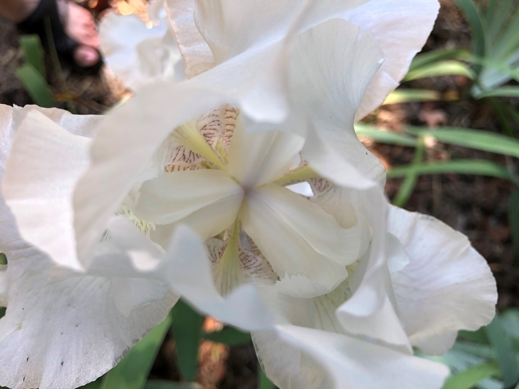 1g Immortality Iris