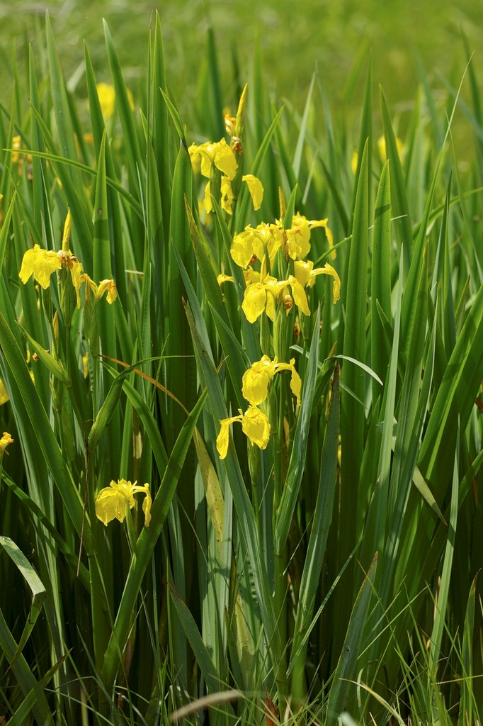 1g Yellow Flag Iris