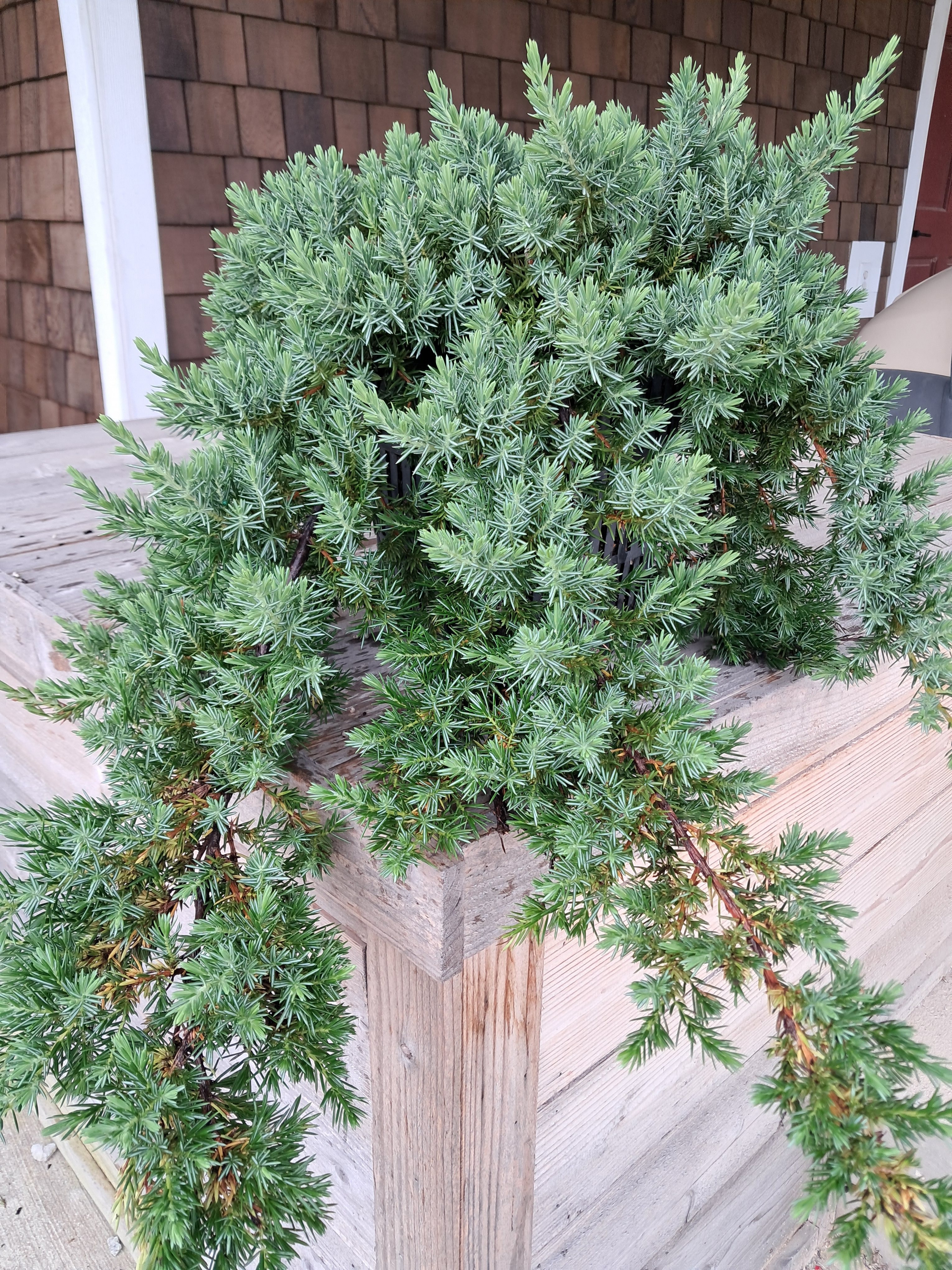 3g Blue Pacific Shore Juniper