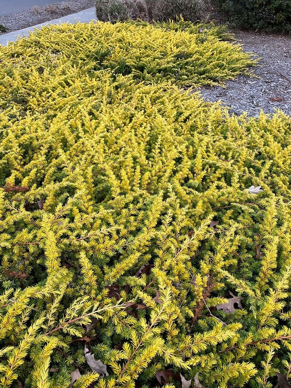 3g Golden Pacific Juniper
