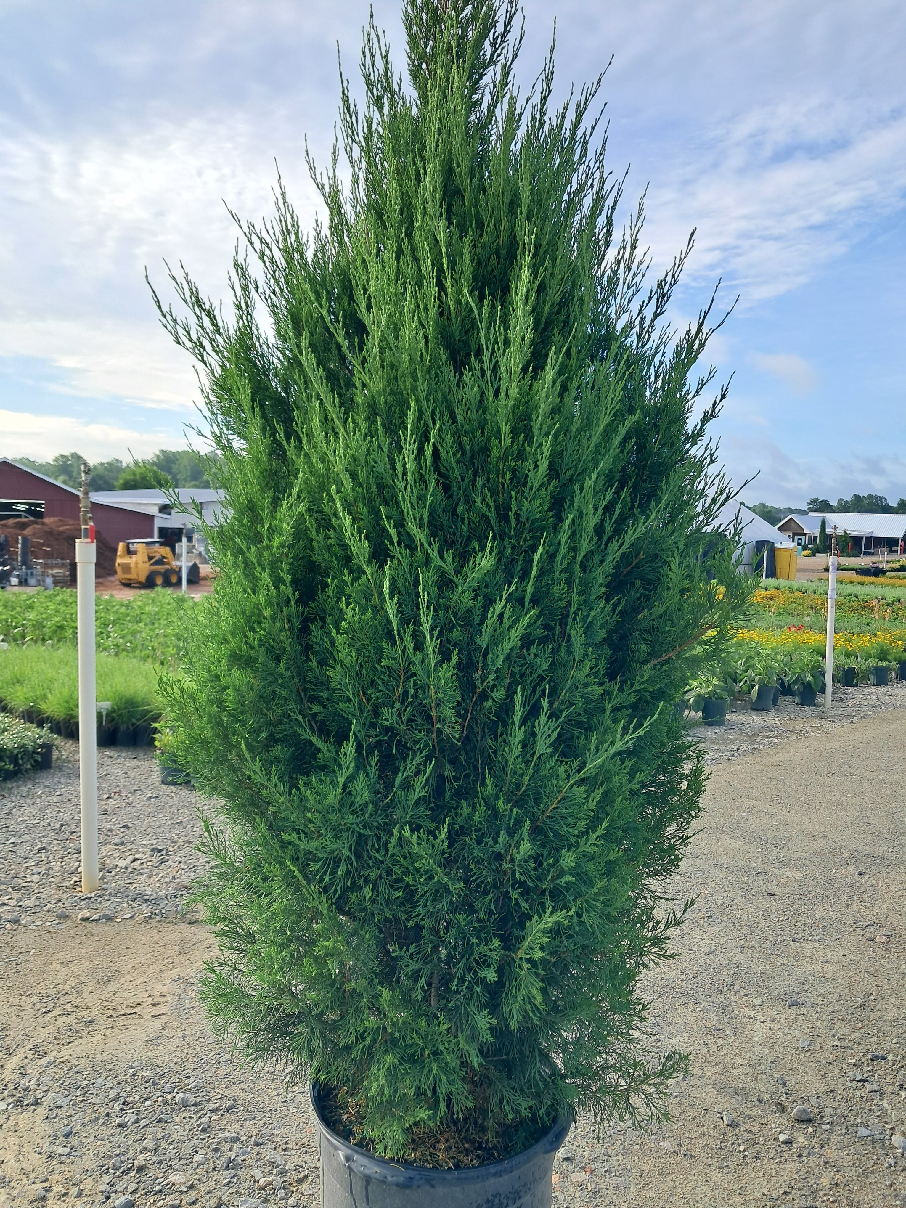15g Spartan Juniper