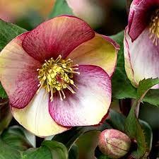 2g Ice N' Roses Rosado Lenten Rose