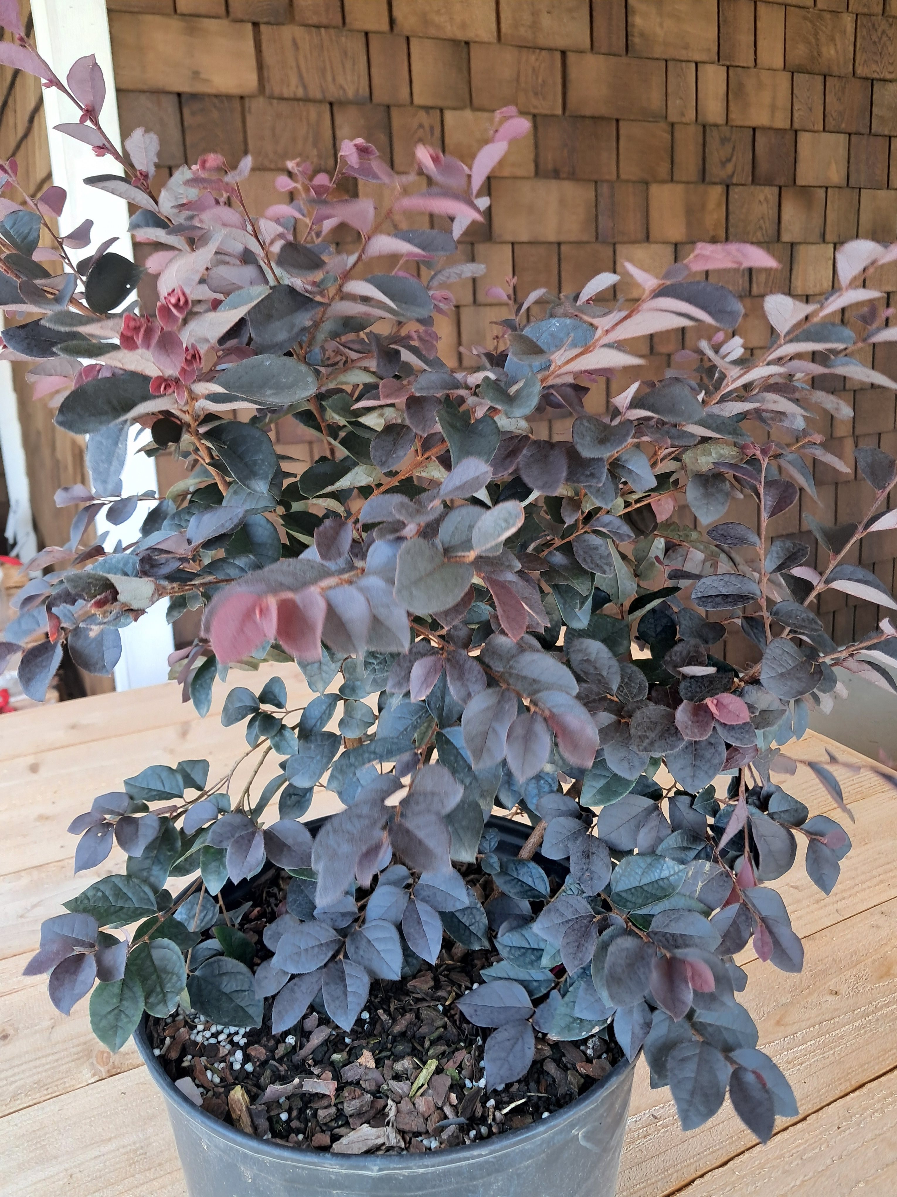 3g Darkfire Loropetalum