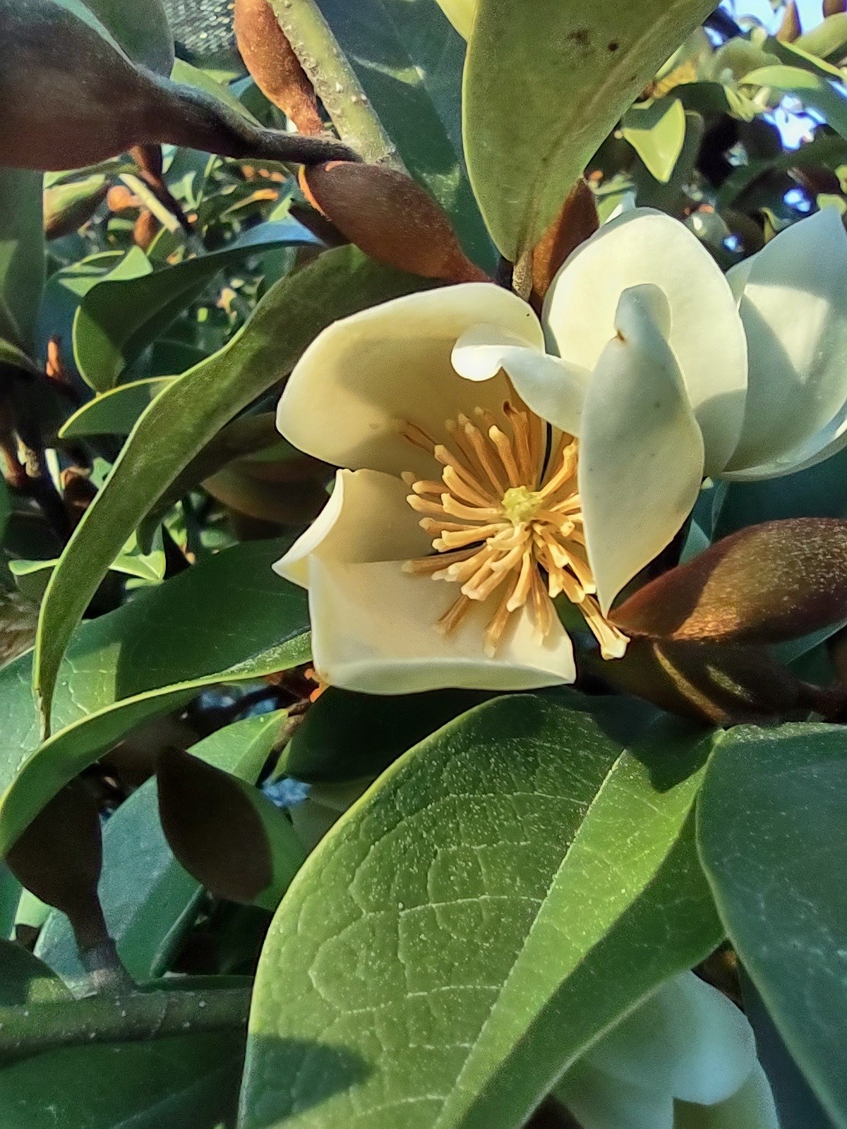 15g Serendipity Magnolia - Tree Form