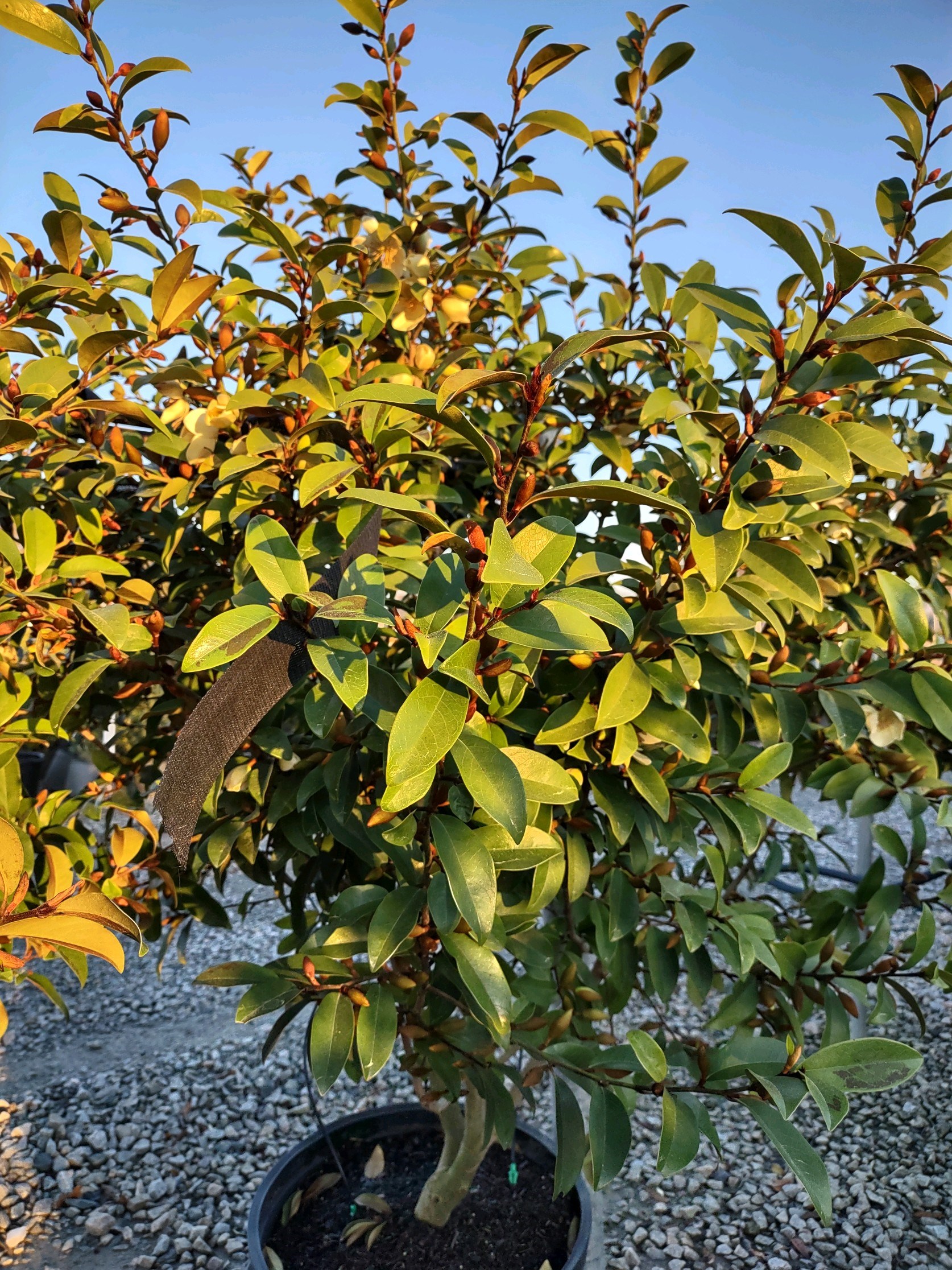 15g Serendipity Magnolia - Tree Form
