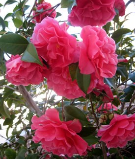 7g Spellbound Spring Blooming Camellia
