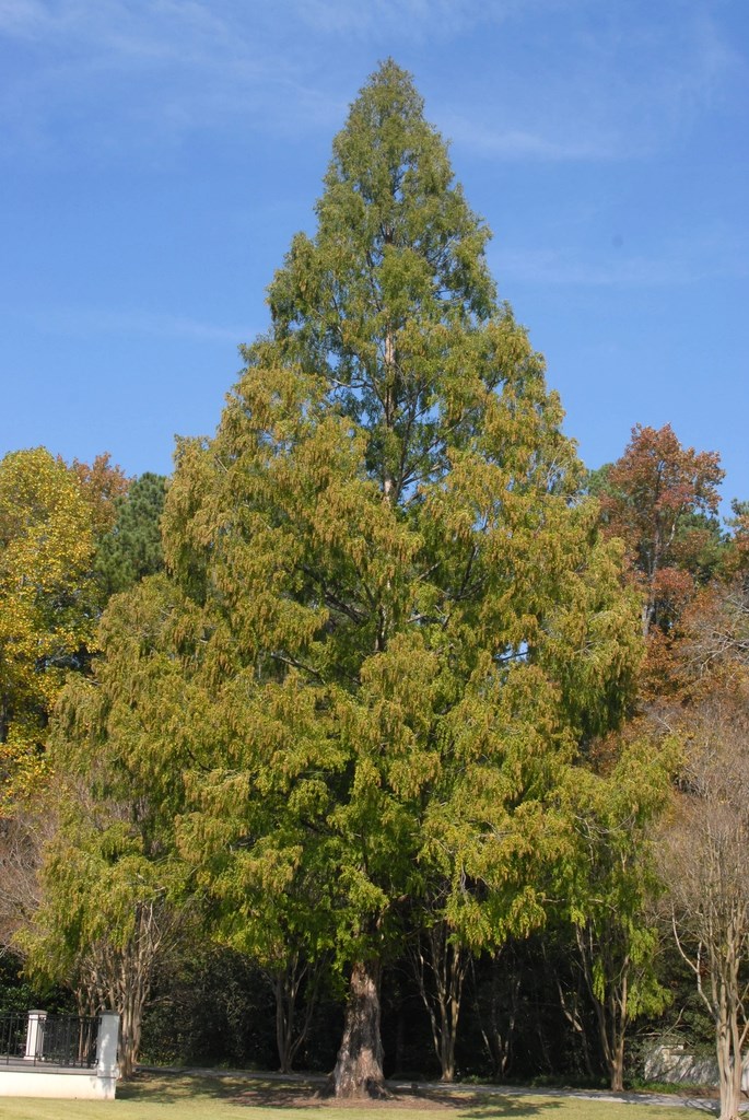 25g Dawn Redwood