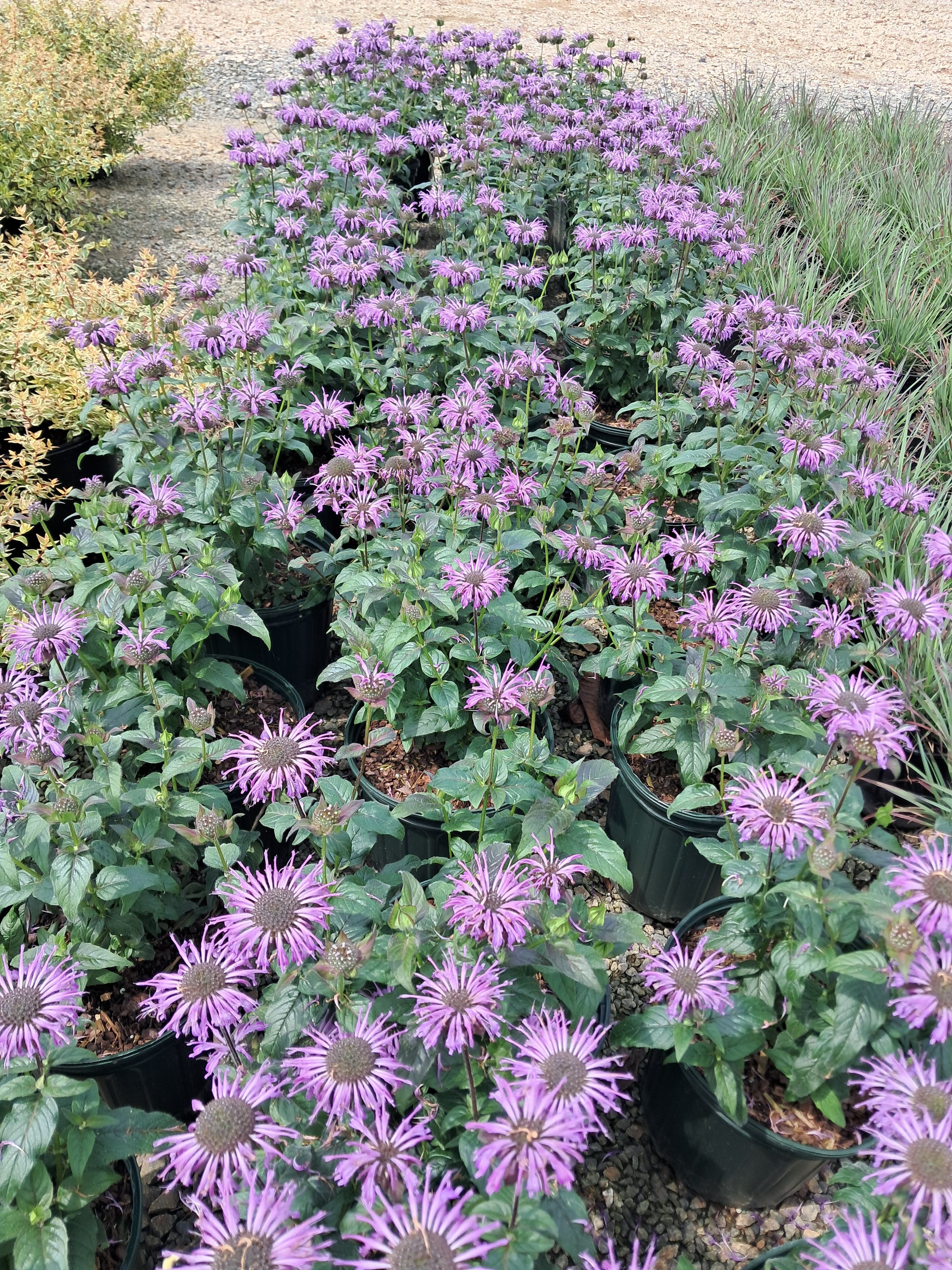 2g  Sugar Buzz® Blue Moon Bee Balm