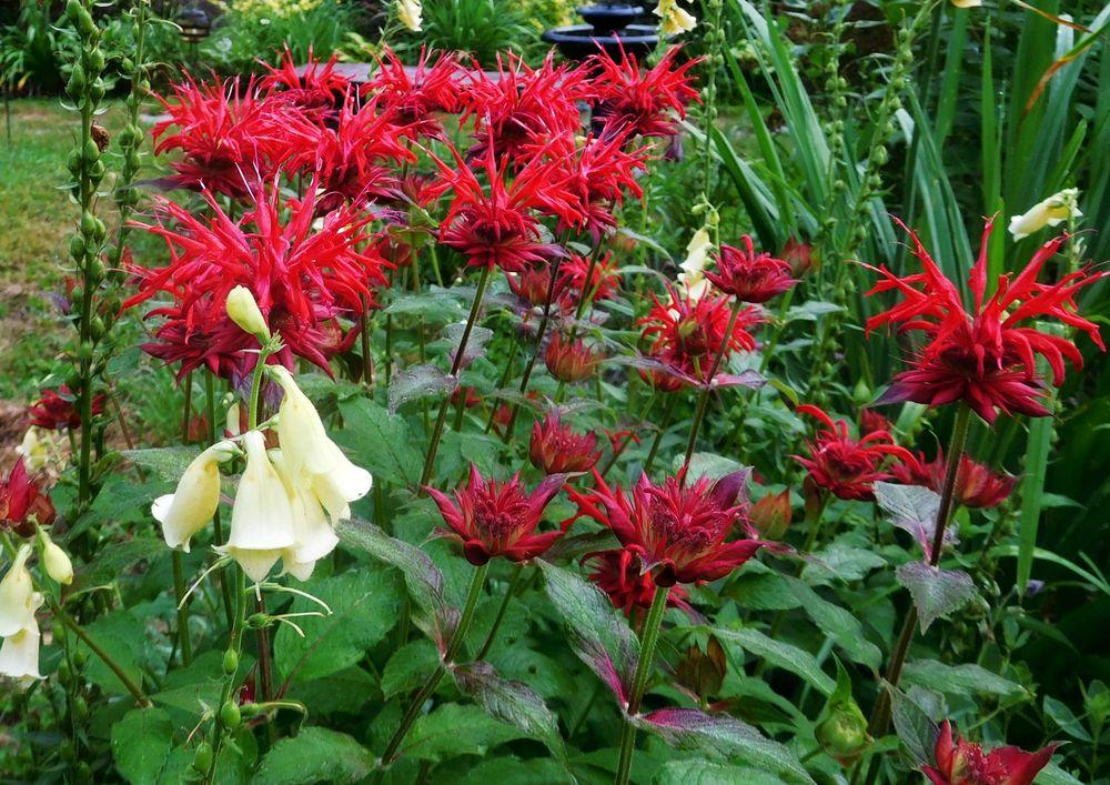 1g Jacob Cline Monarda (Bee Balm)