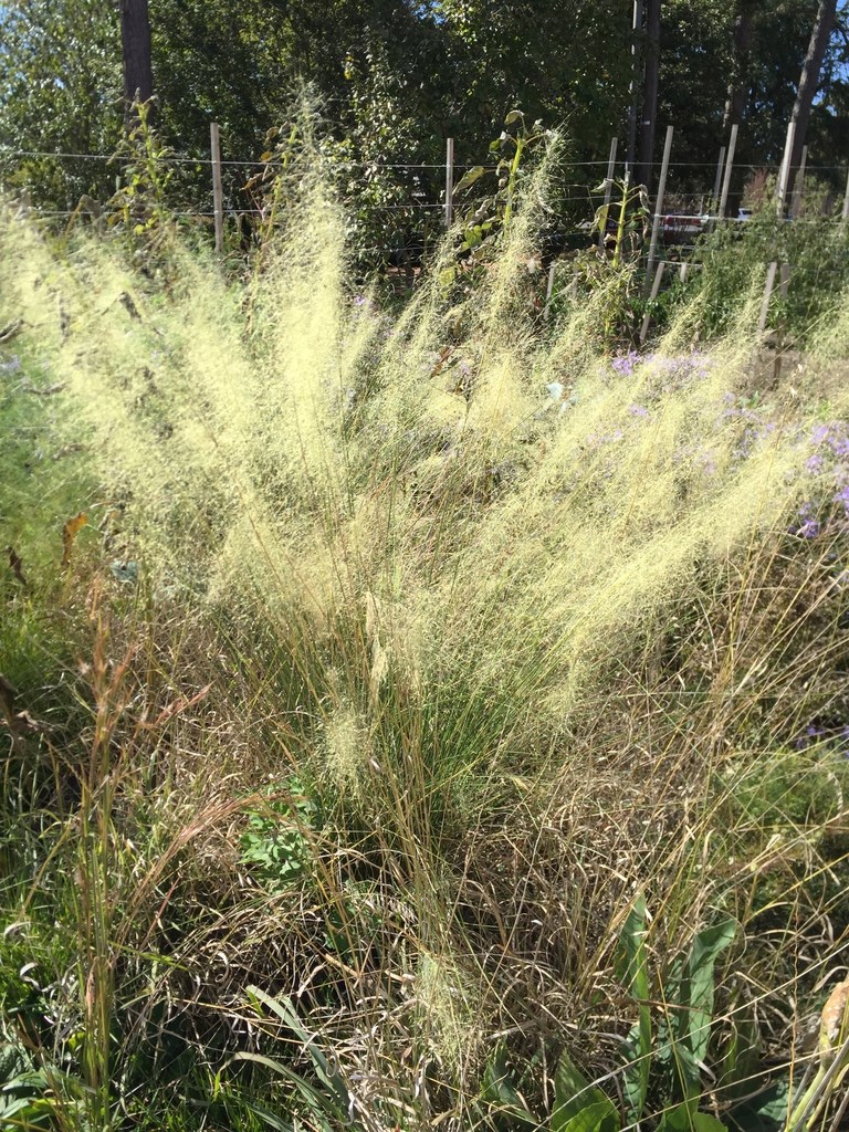 3g White Cloud Muhly Grass