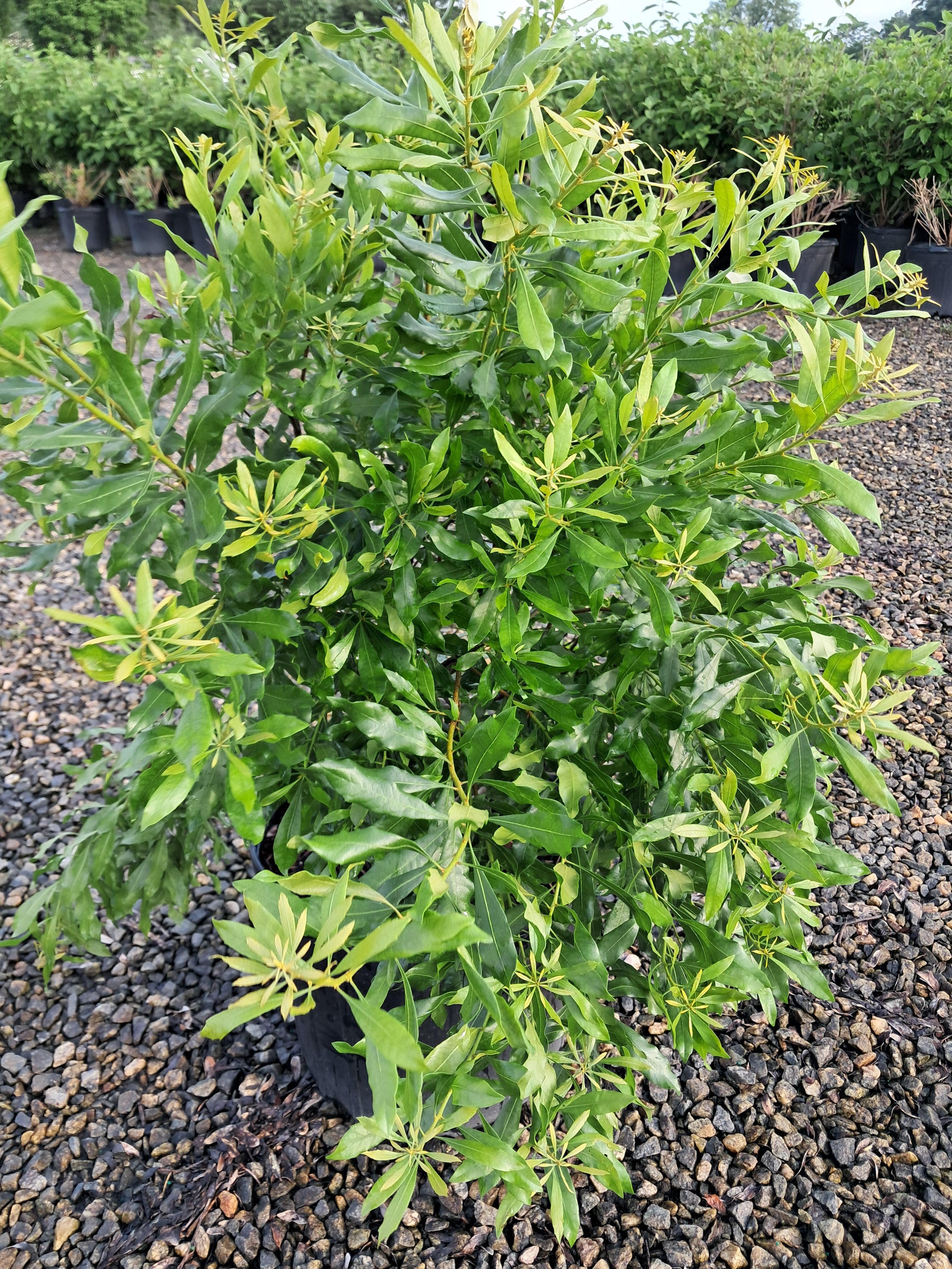 7g Adcock's Dwarf Wax Myrtle