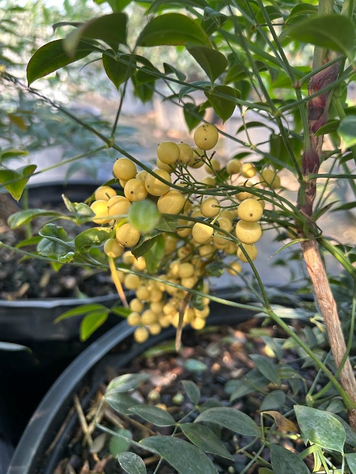 10g Yellow Berry Nandina