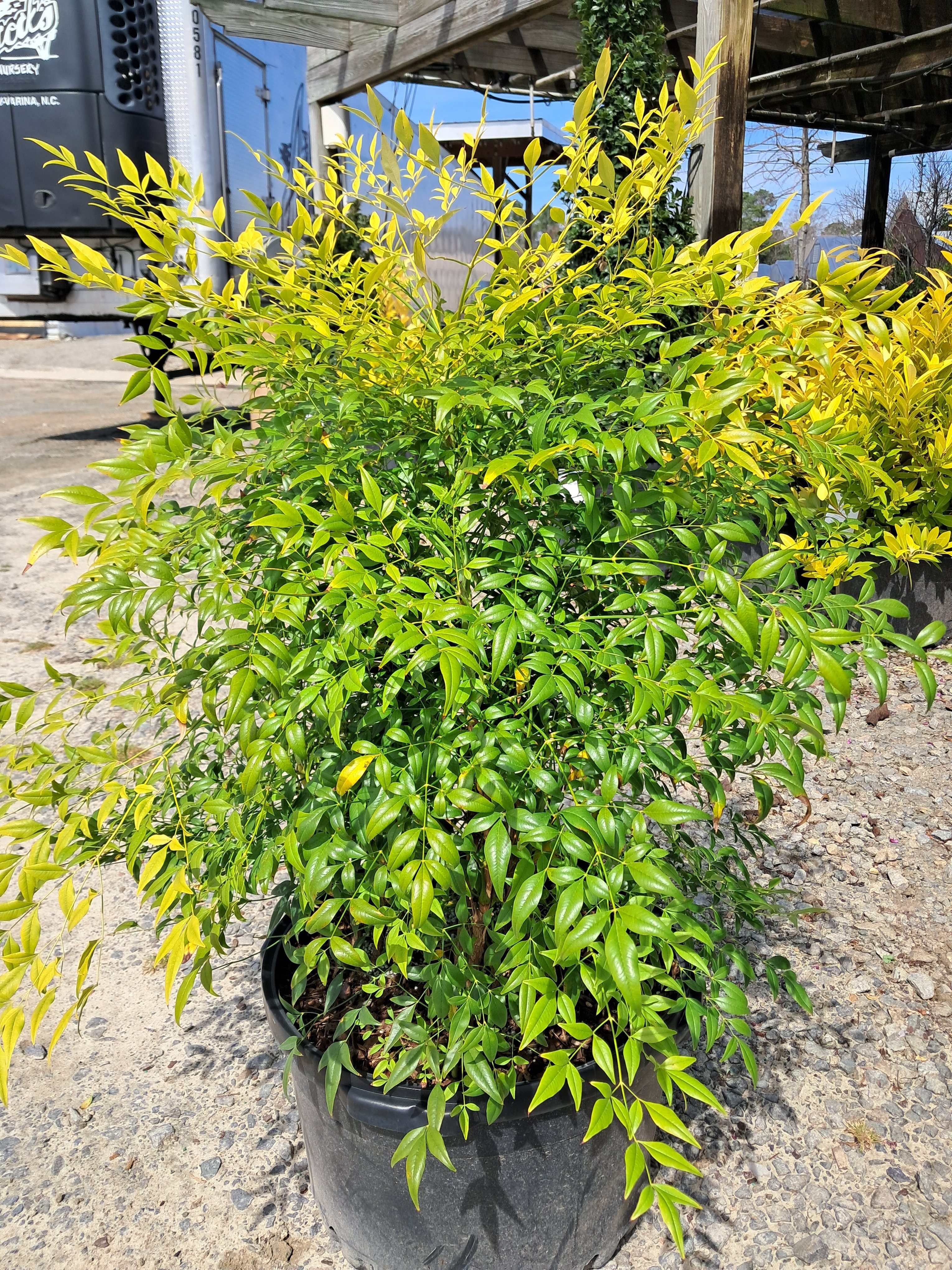 10g Yellow Berry Nandina