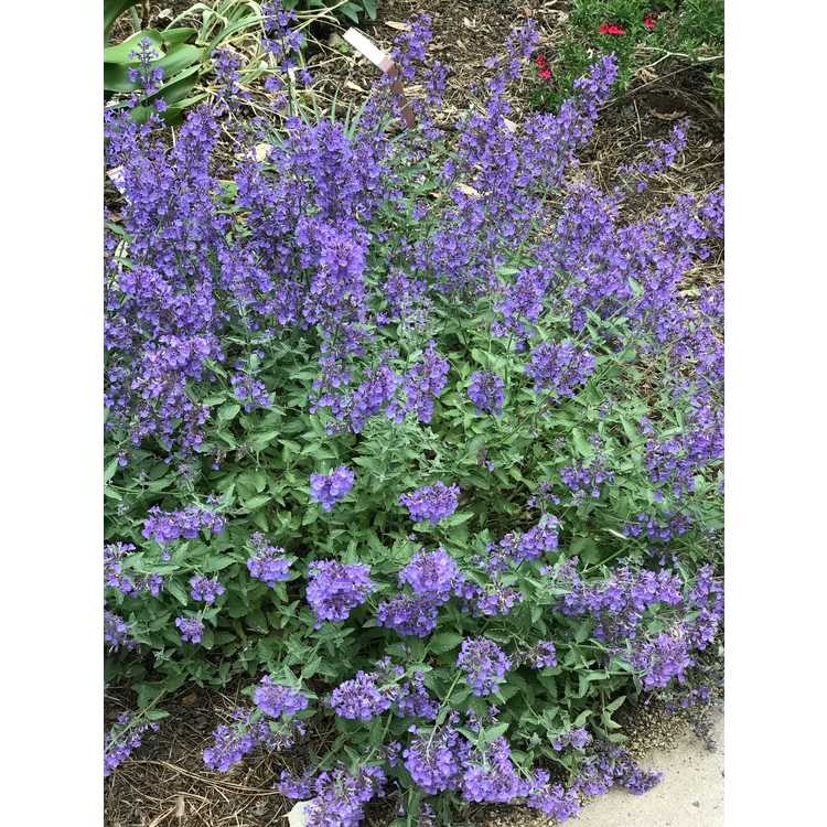 1g Junior Walker's Low Catmint