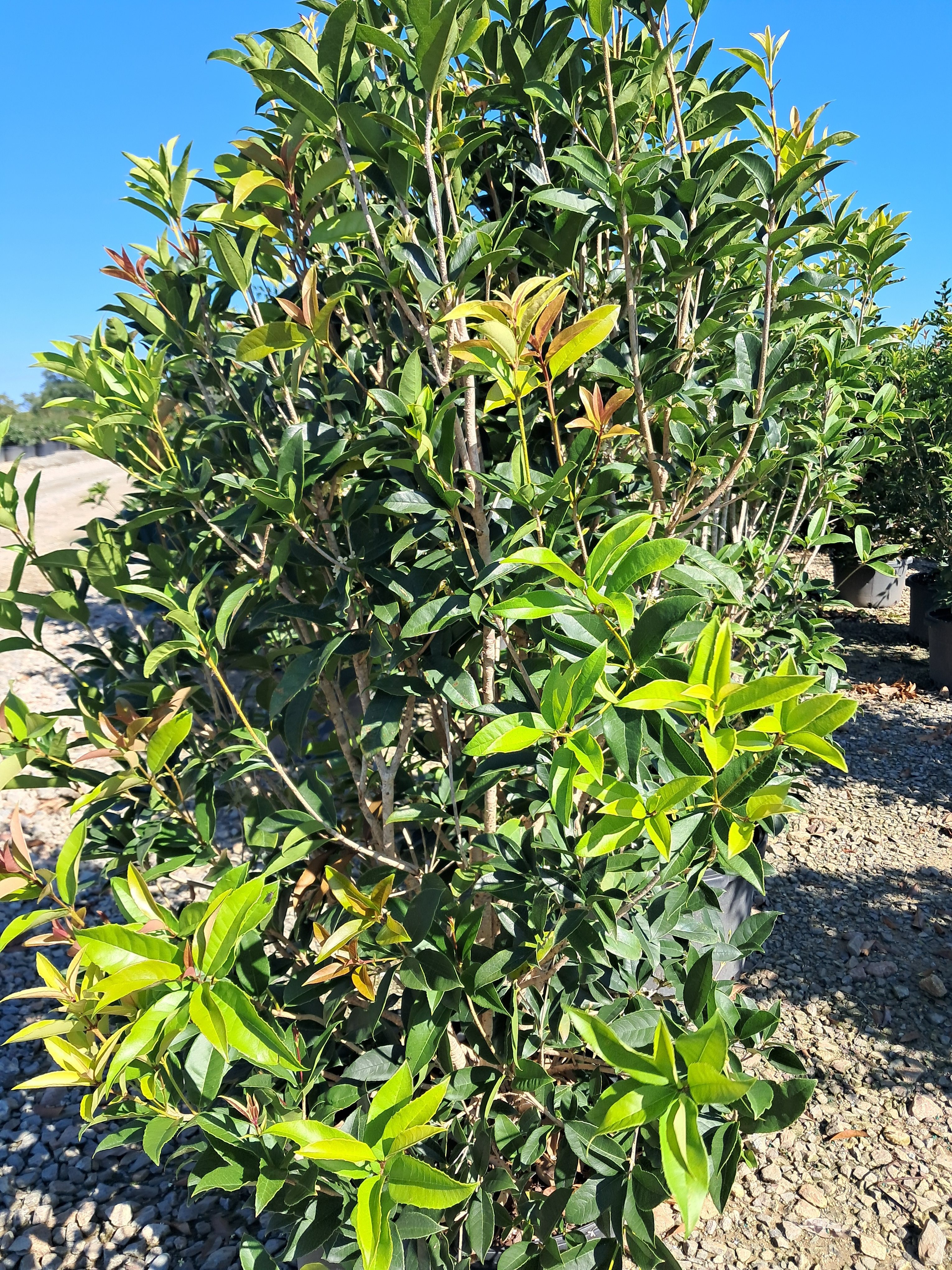 10g Fragrant Tea Olive