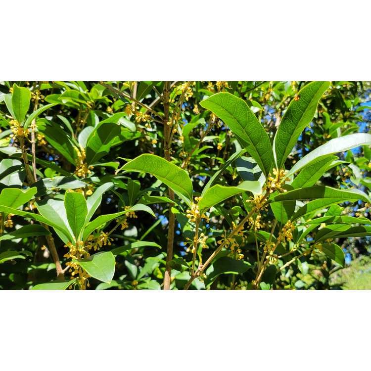 10g Apricot Echo Fragrant Tea Olive