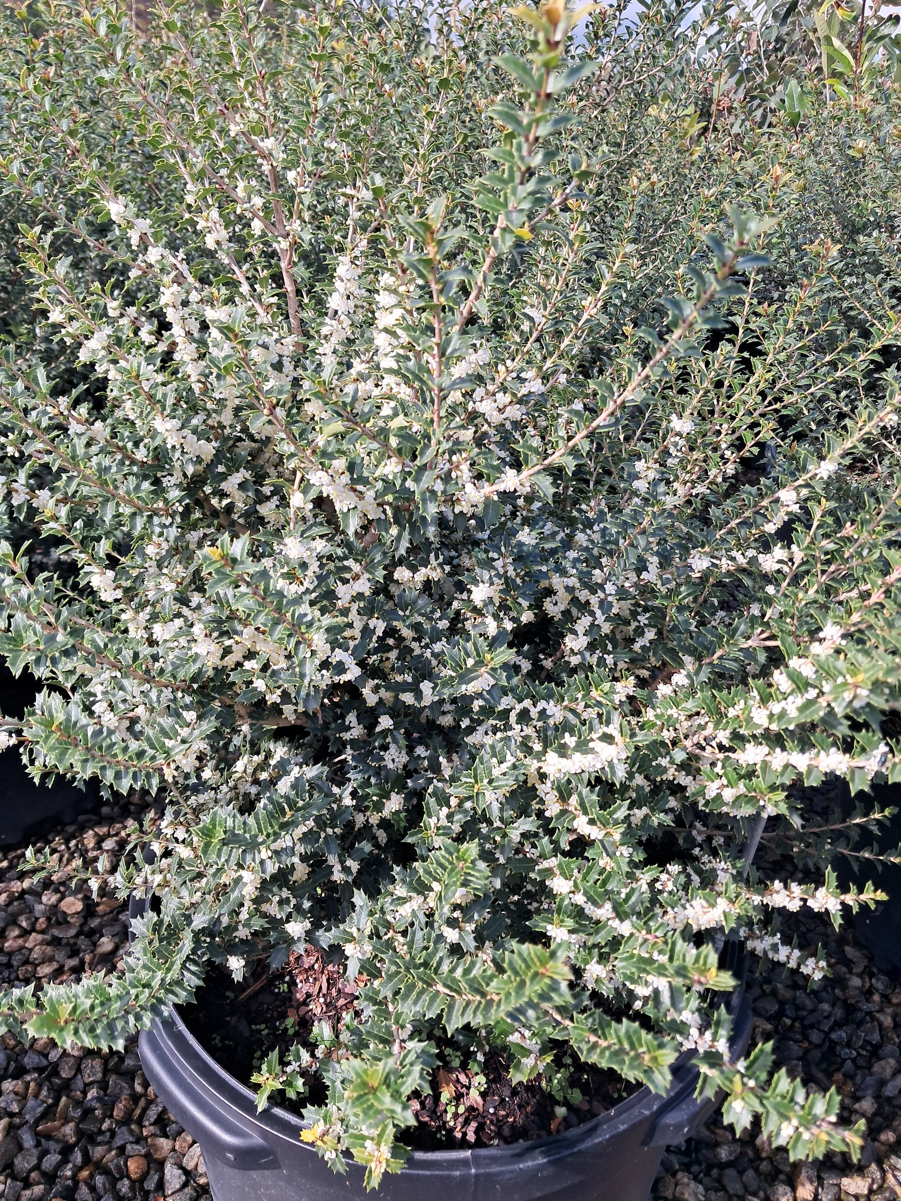 10g Kaori Hime Little Leaf False Holly