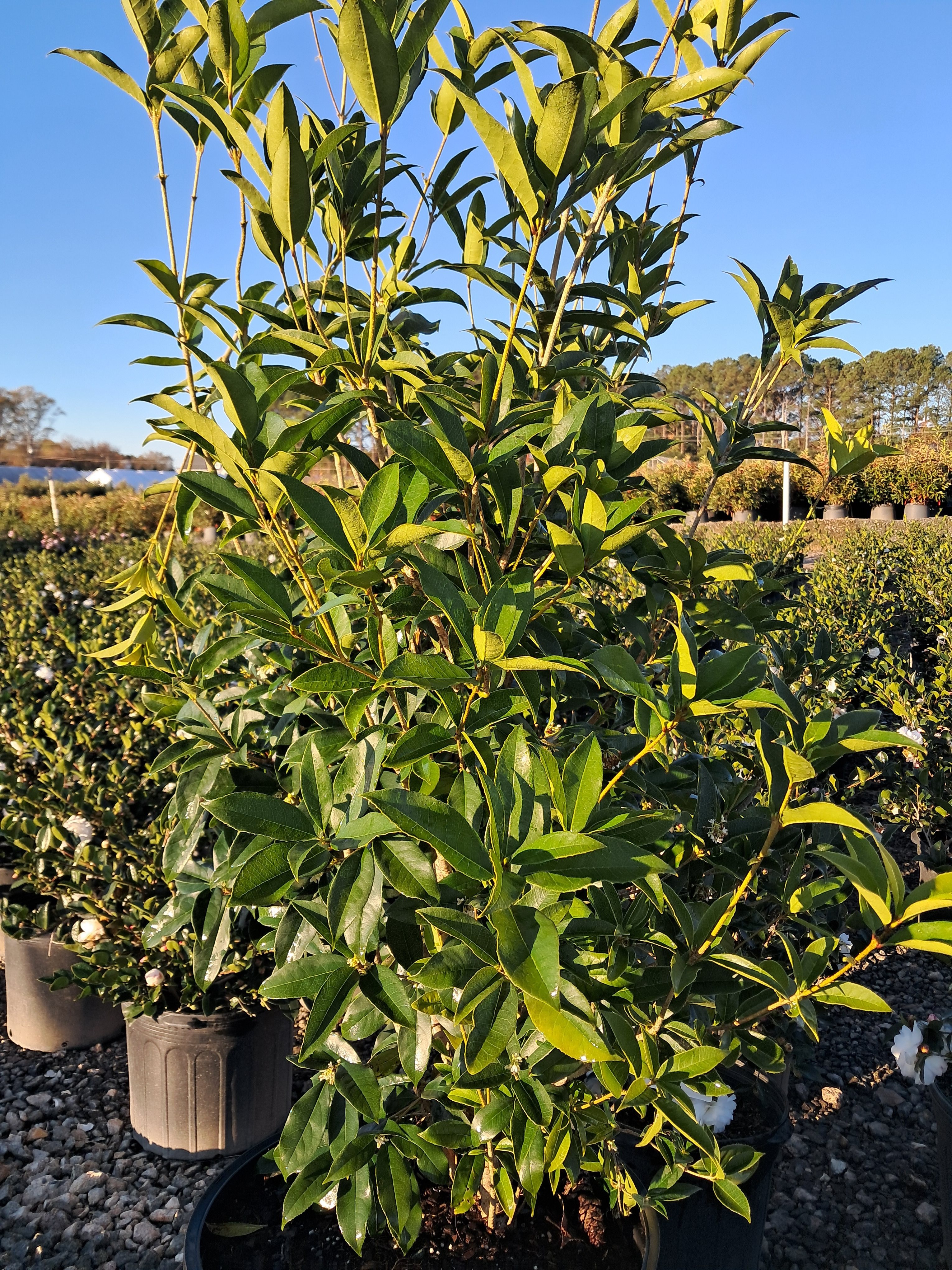 10g Fragrant Tea Olive