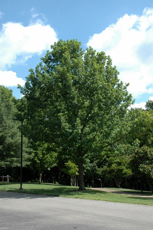 25g Overcup Oak