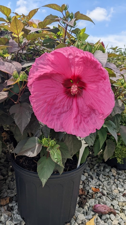 3g Head Over Heels Passion Hibiscus