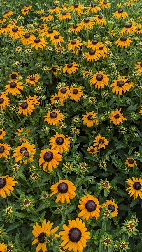 2g Early Bird Gold Black Eyed Susan