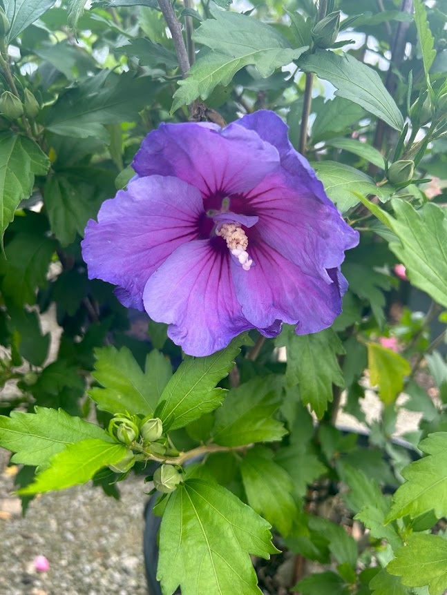 7g Paraplu® Violet Rose of Sharon