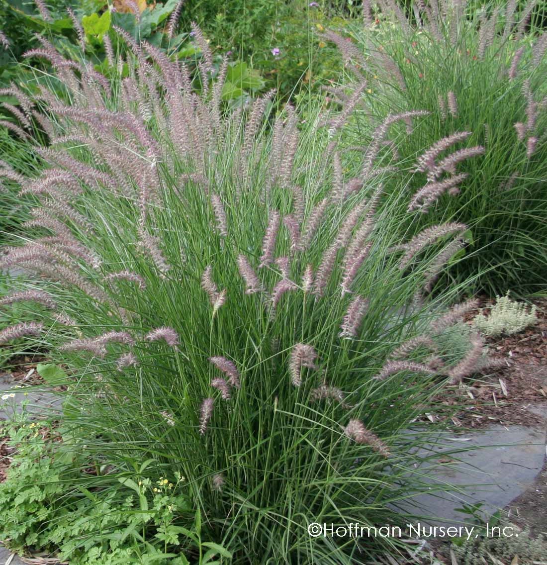 3g Karley Rose Fountain Grass