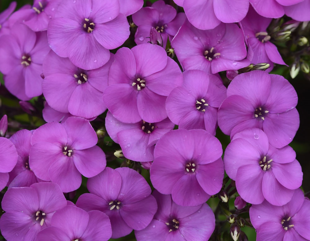 2g Ka-Pow Lavender Phlox