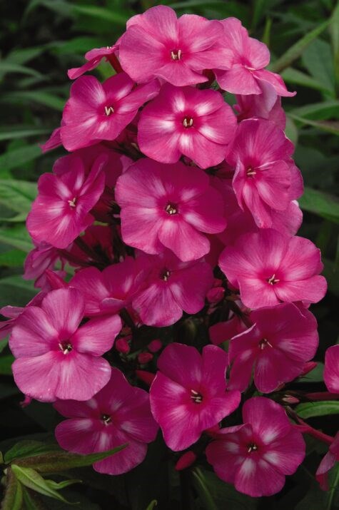 Bubblegum Pink™ Phlox