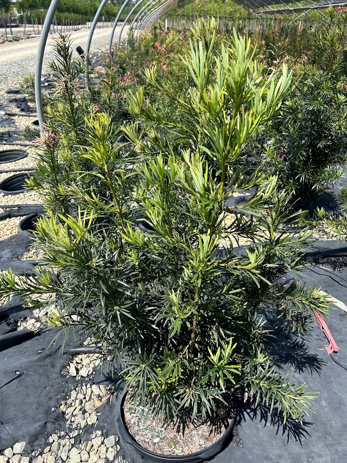 7g Chinese Shrub Yew