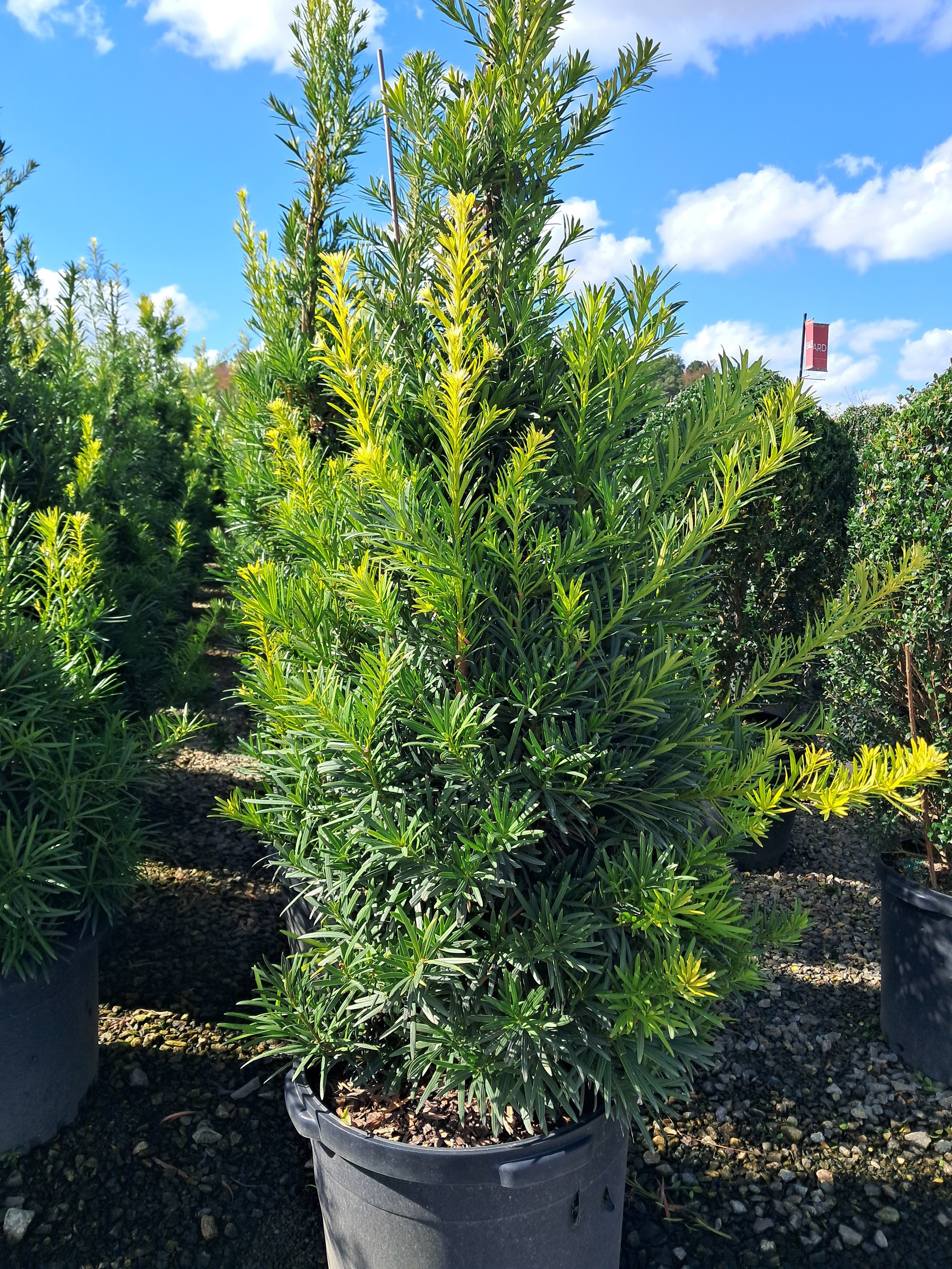 15g Chinese Shrub Yew - STAKED