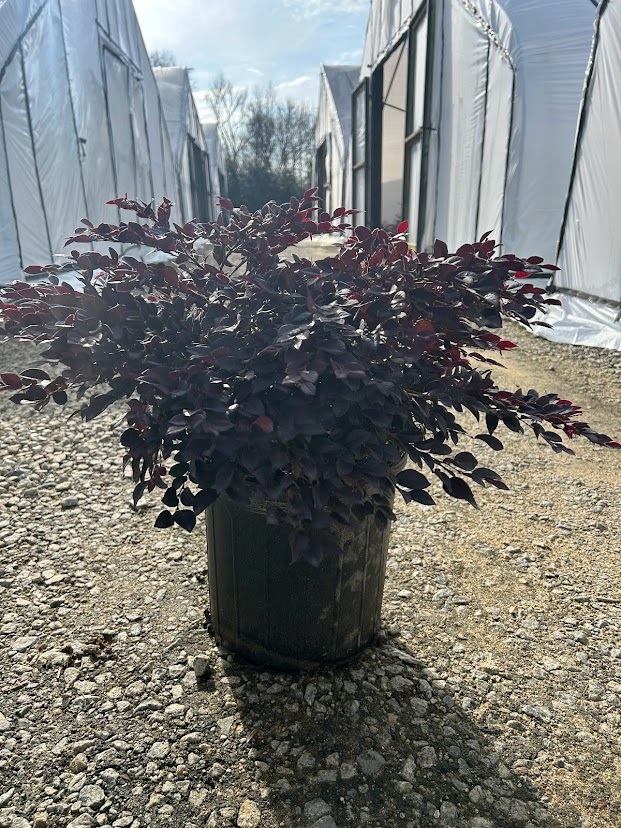 5g Loropetalum Purple Daydream