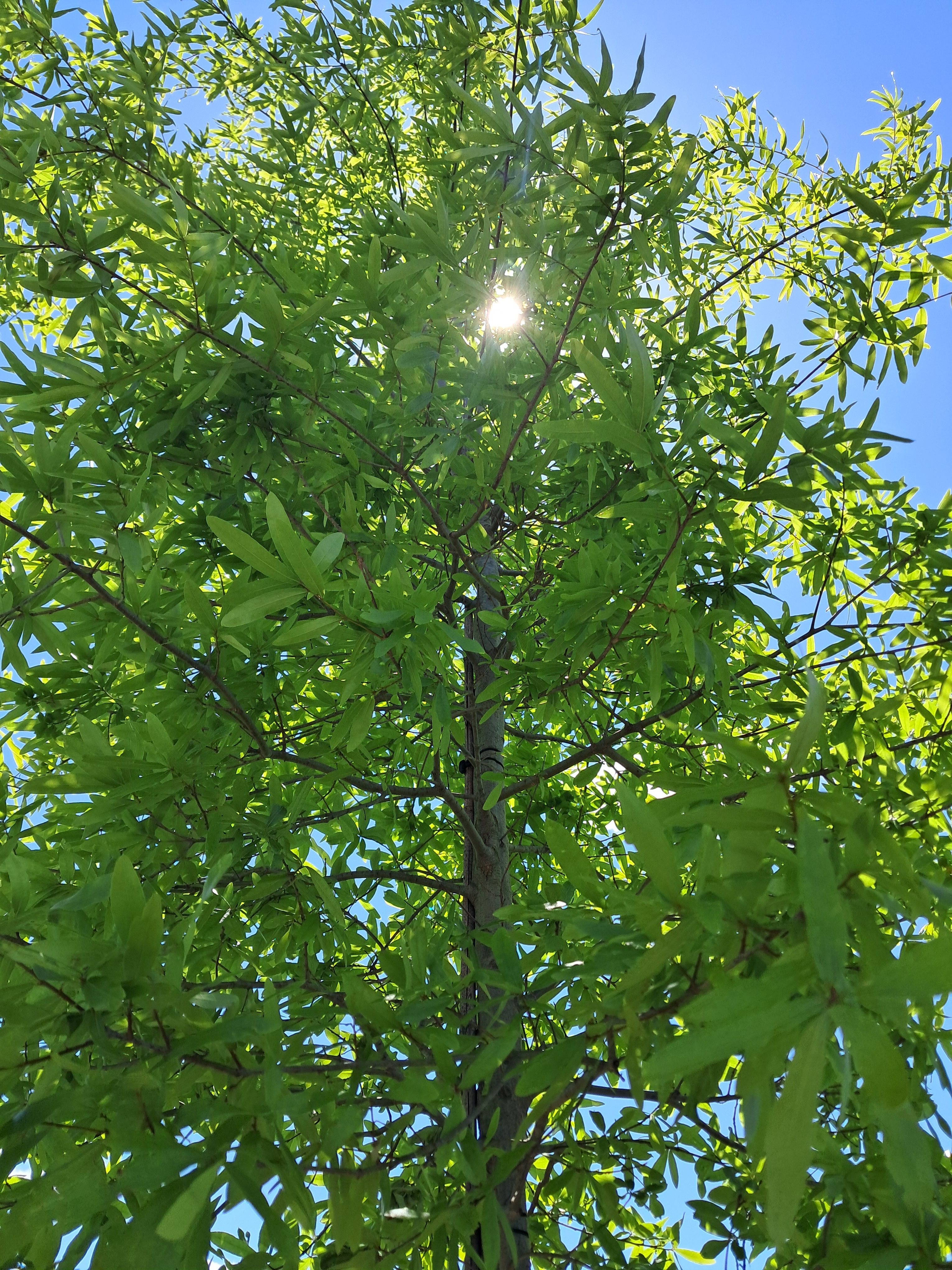25g Willow Oak