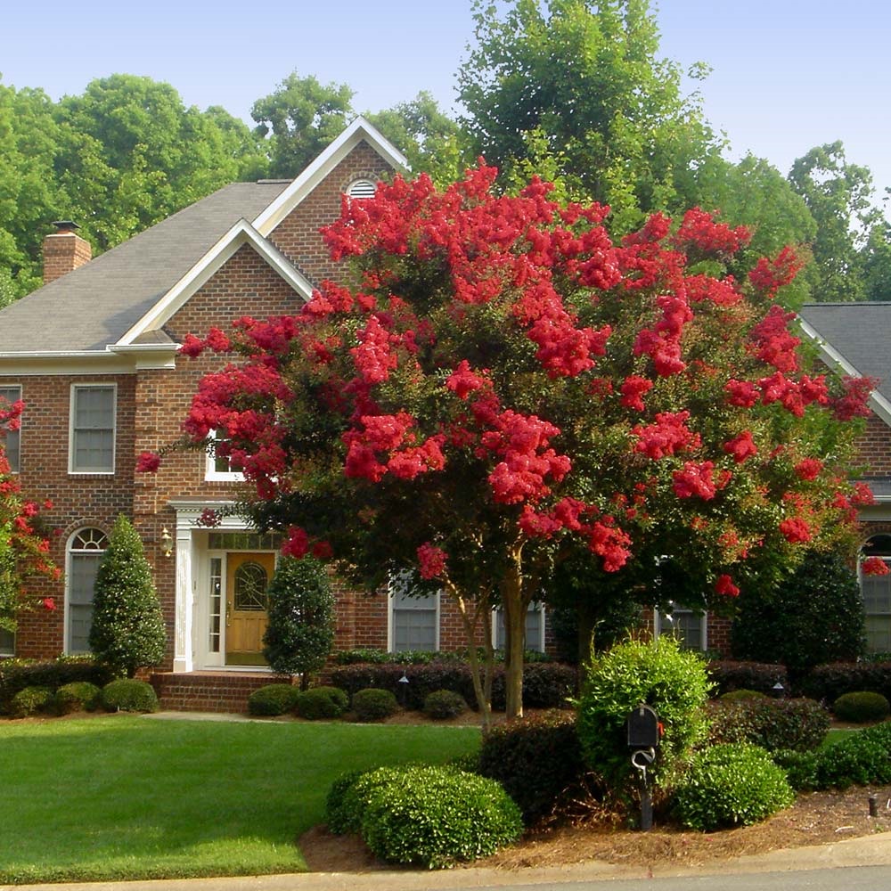 25g Red Rocket Crape Myrtle