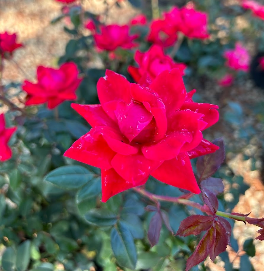 3g Double Red Knock Out® Rose