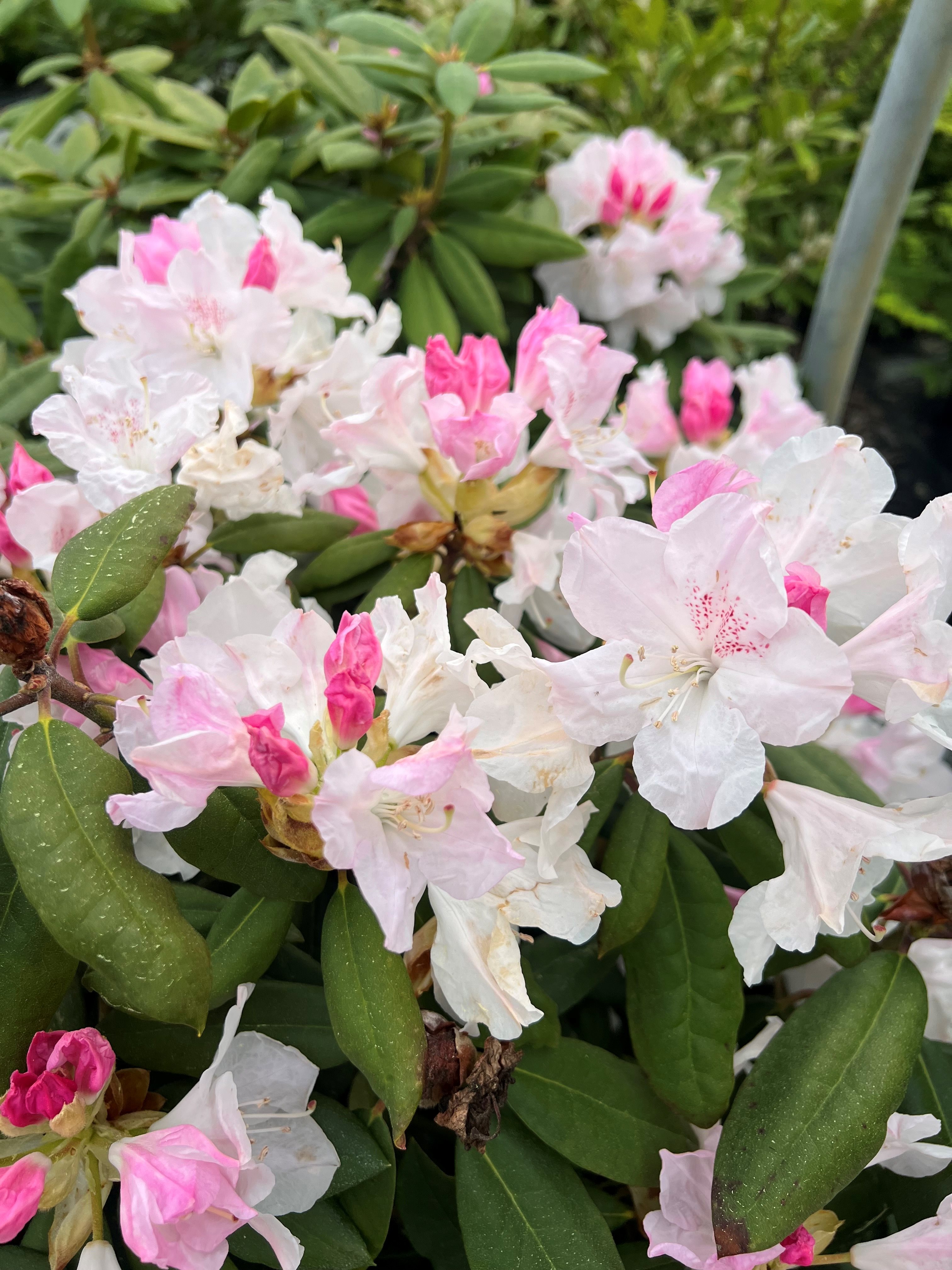 7g Charles Loomis Rhododendron