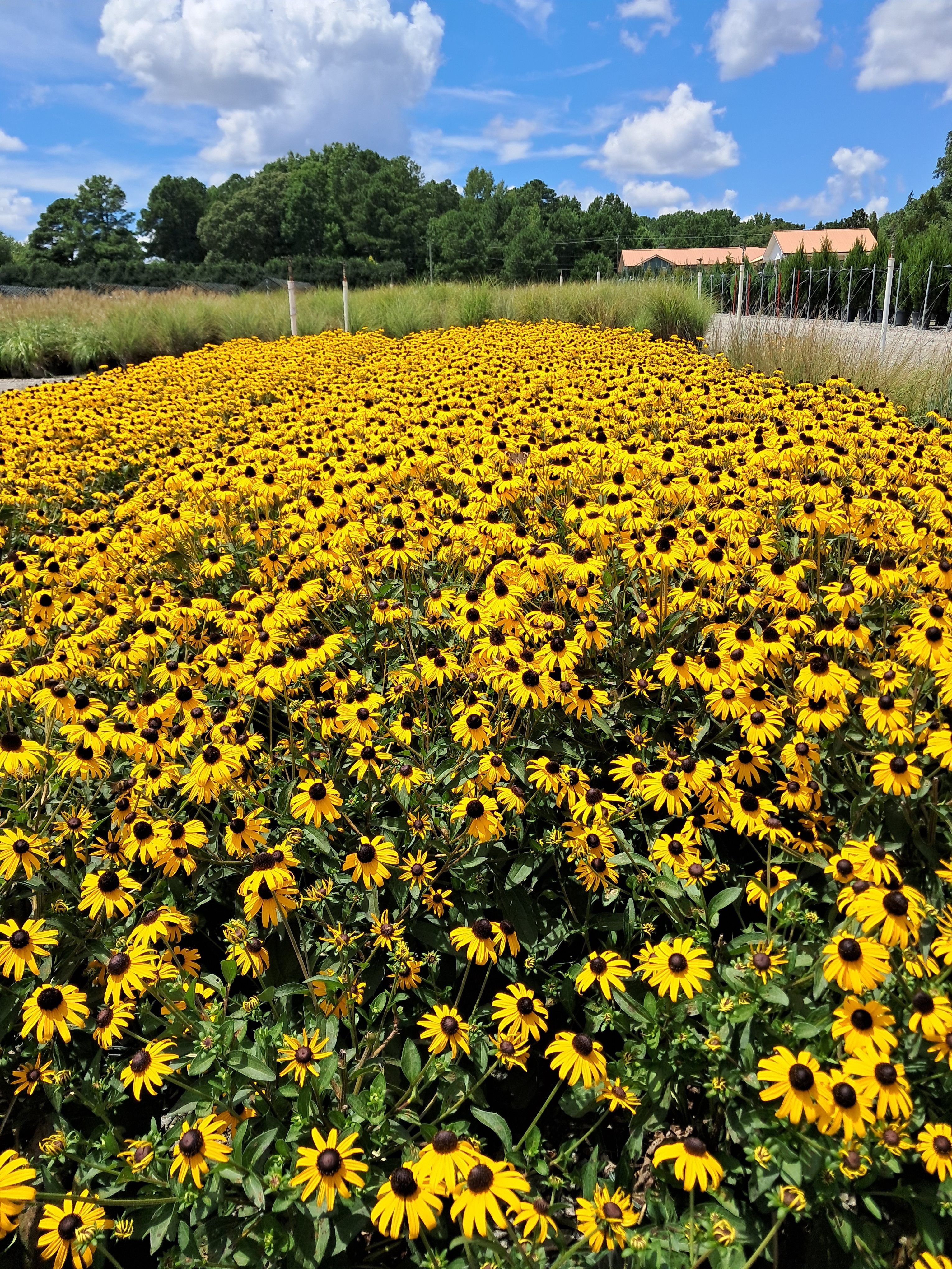 2g Goldblitz Black-Eyed Susan