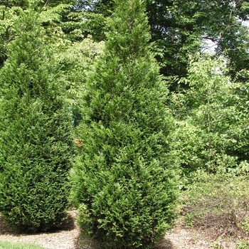 15g First Editions® Tall Guy® Arborvitae