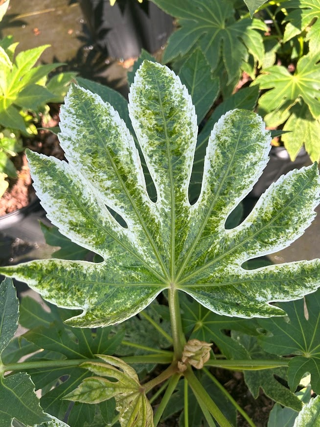 7g Spider Web Fatsia