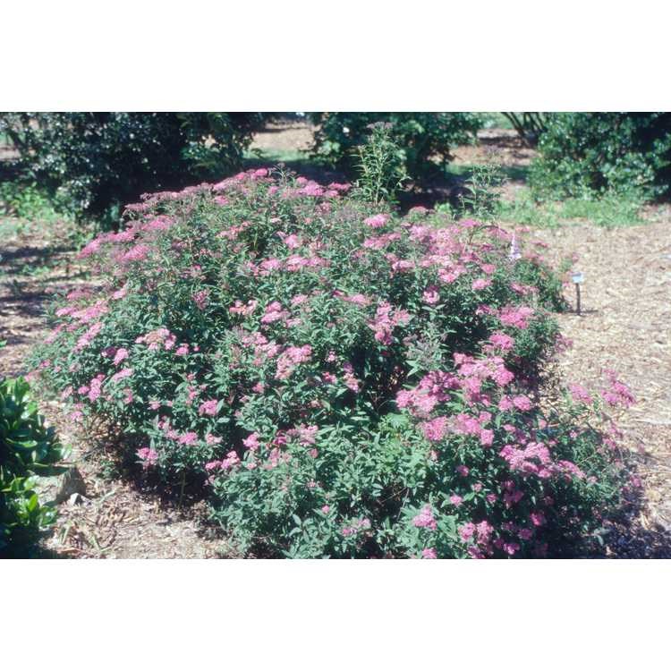 3g Anthony Waterer Spirea