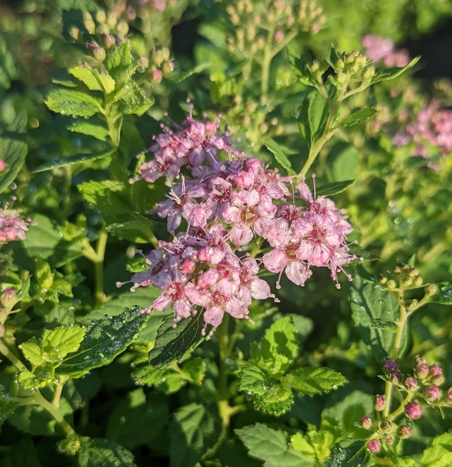 3g Little Princess Spirea