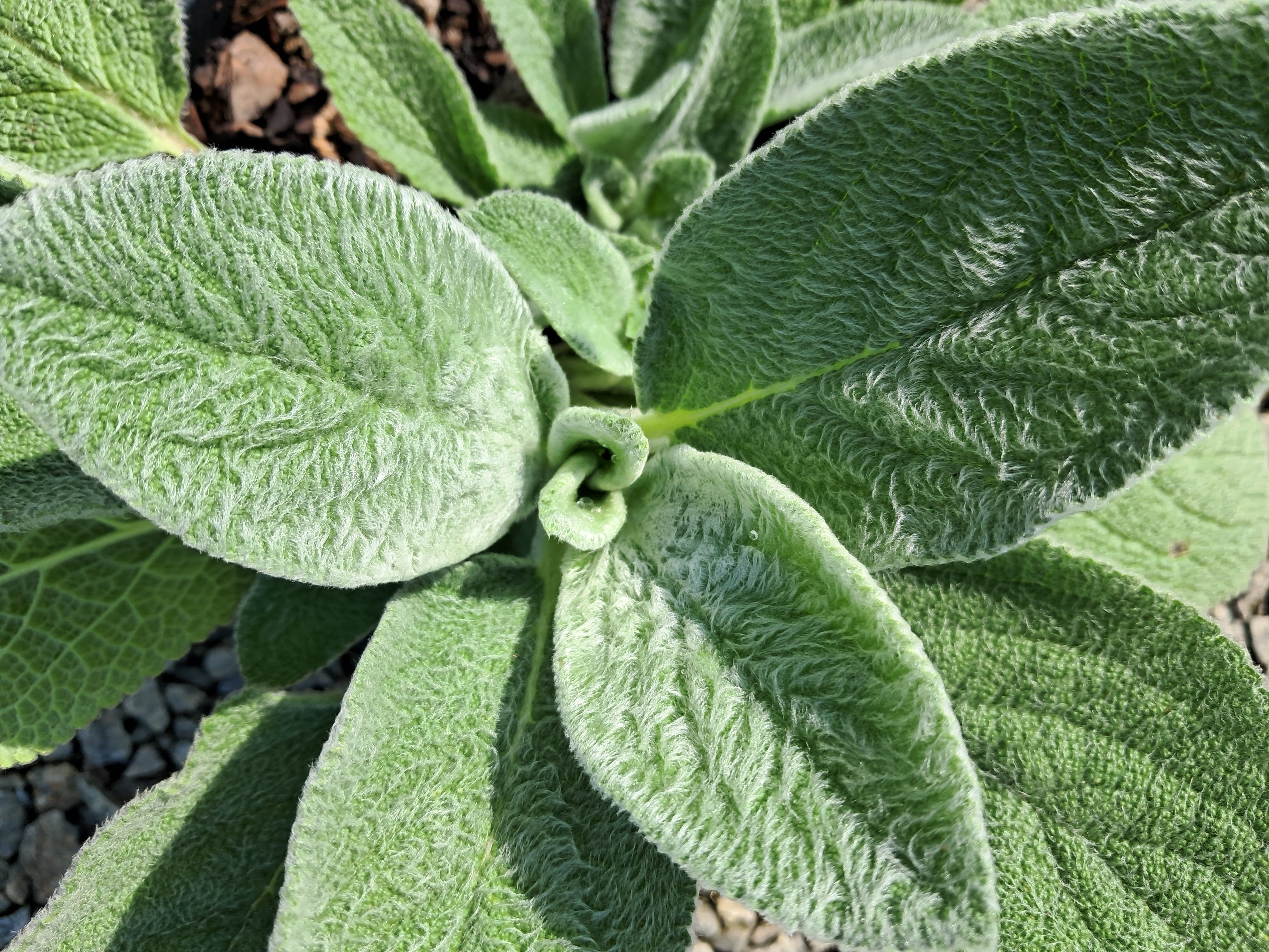 1g Silver Carpet Lamb's Ear