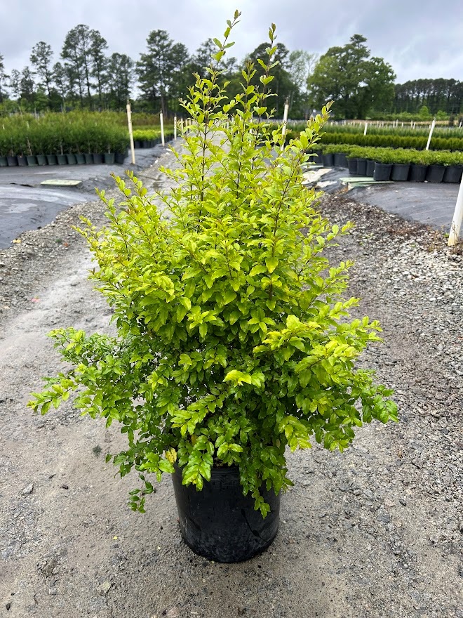 3g 'Sunshine' Ligustrum