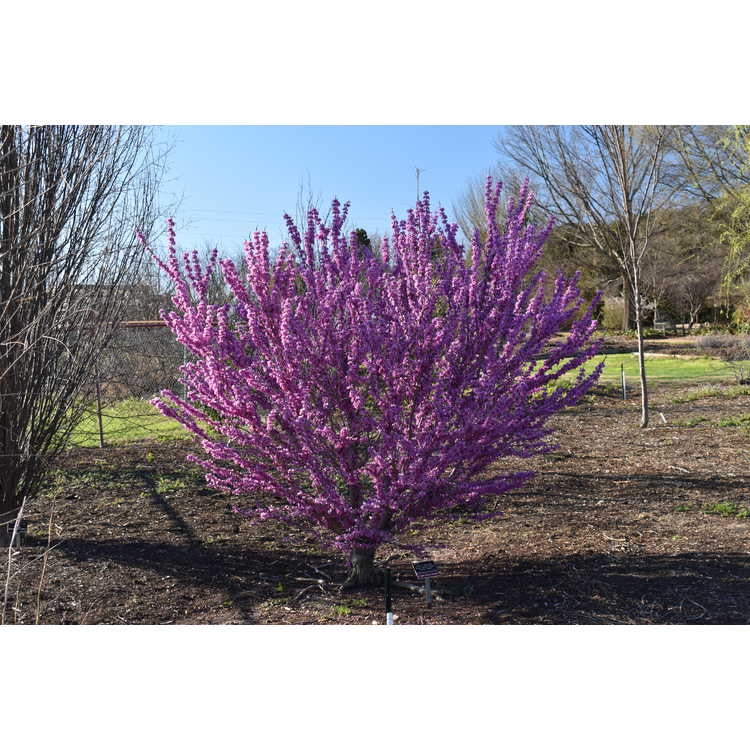 15g Kay's Early Hope Chinese Redbud