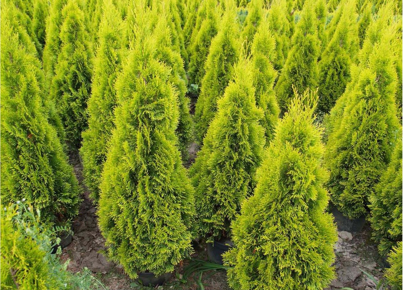 15g Highlights™ Arborvitae