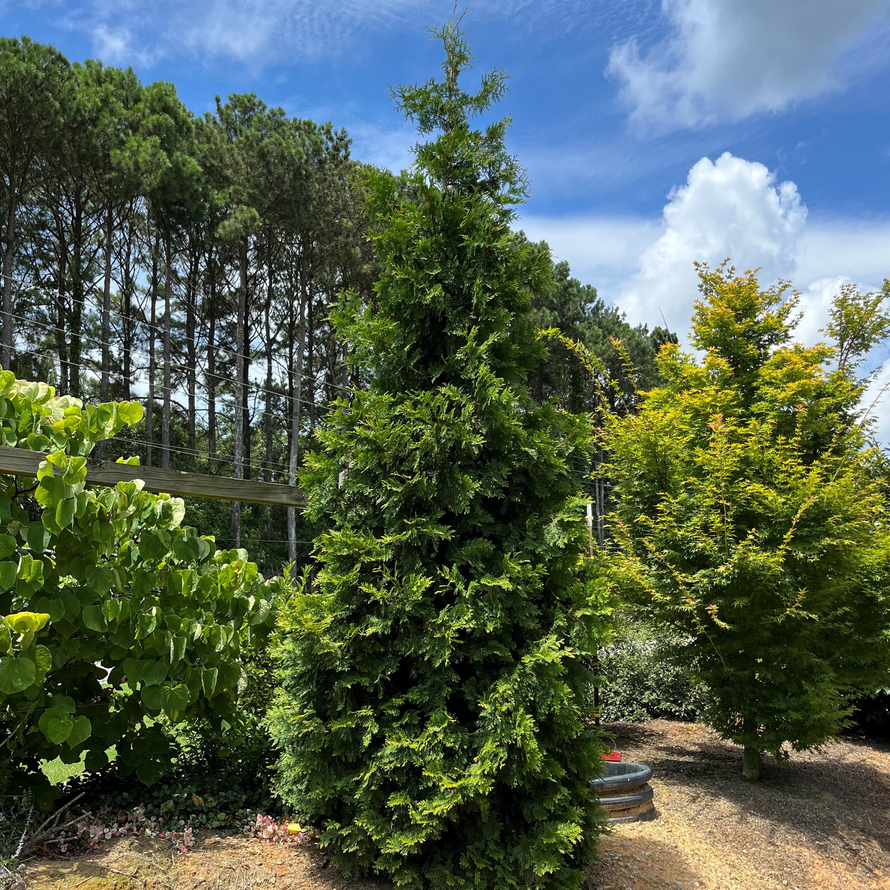 15g Bonafide™ Arborvitae - Propagation Prohibited