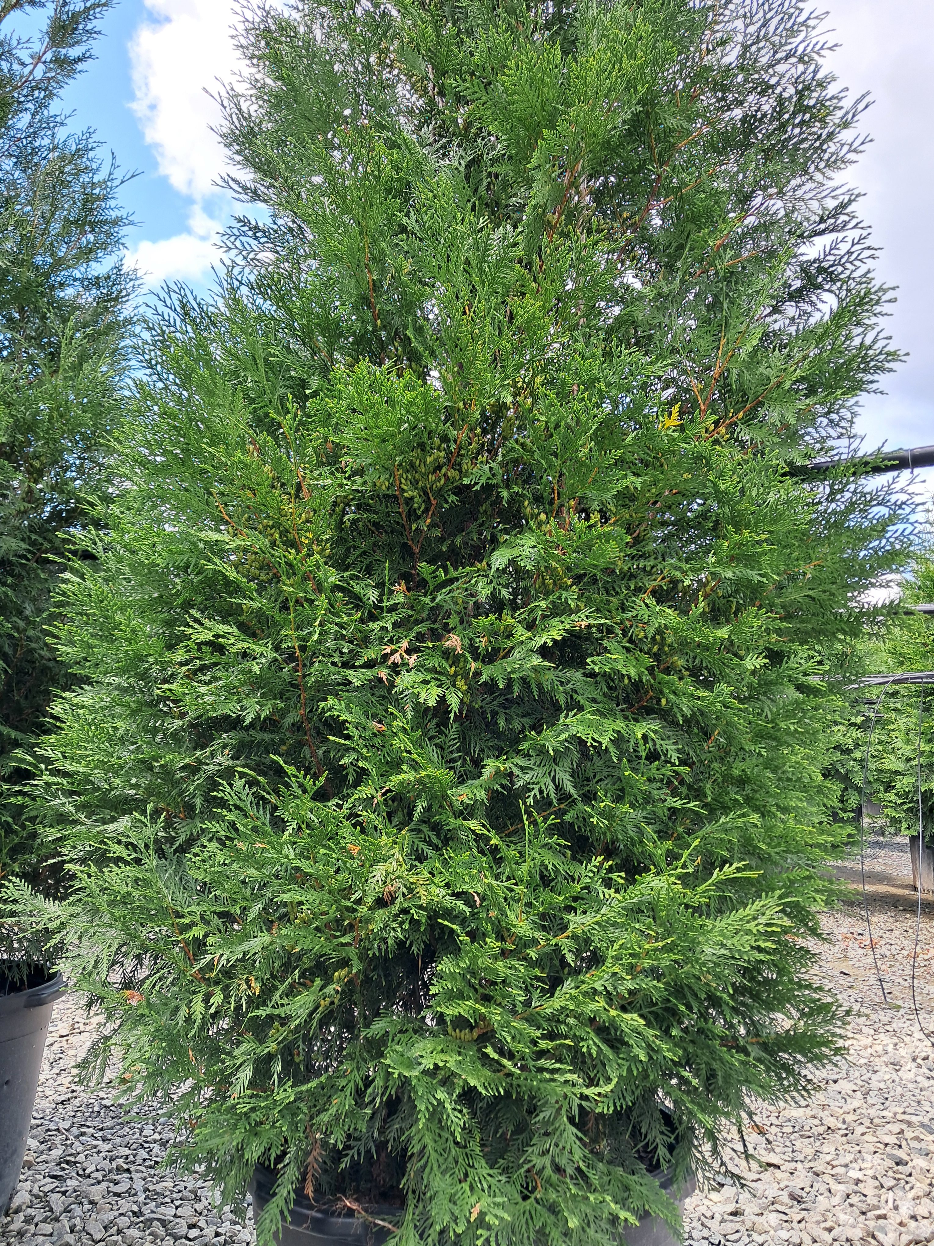25g Full Speed A Hedge® 'American Pillar' Arborvitae