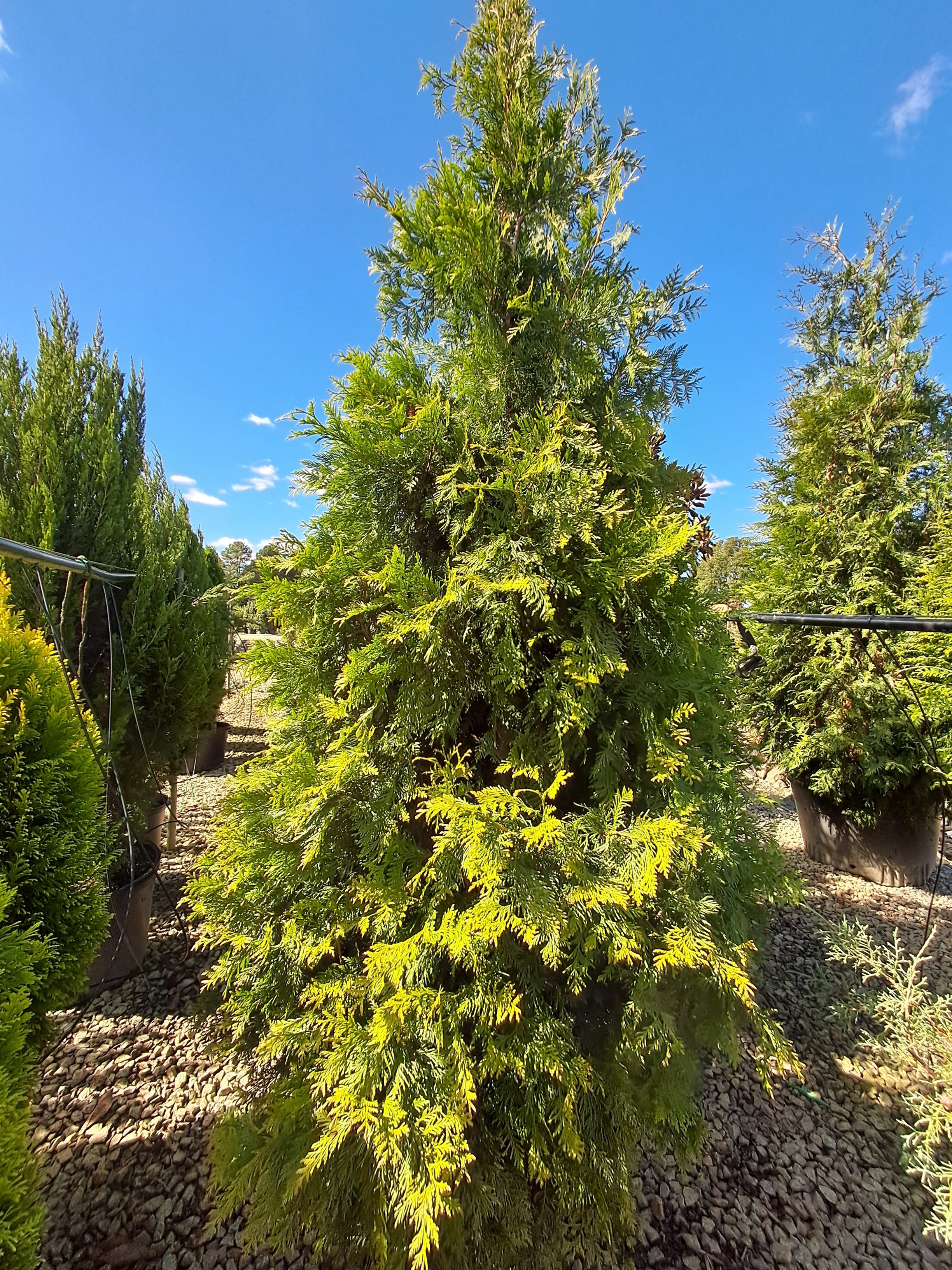 25g Bonafide™ Arborvitae - Propagation Prohibited