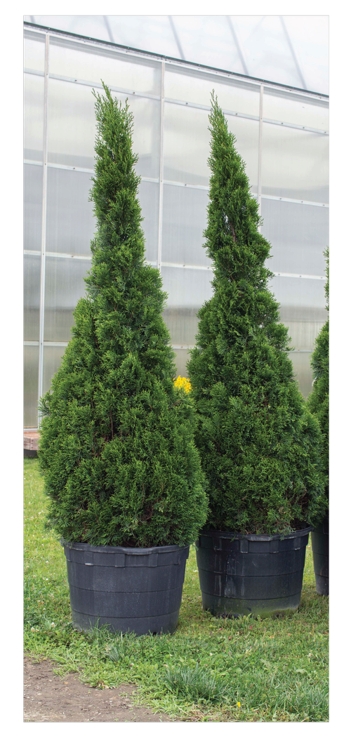 15g Emerald Squeeze™ Arborvitae